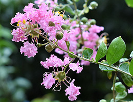 植物